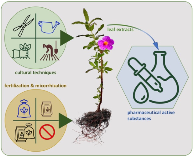 “Improving Cistus albidus L. growing conditions for obtaining bioactive molecules”.