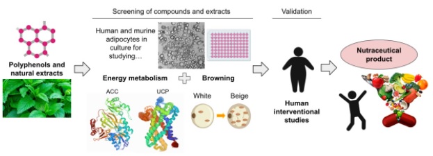 “Polyphenols as new adipose tissue browning agents”.